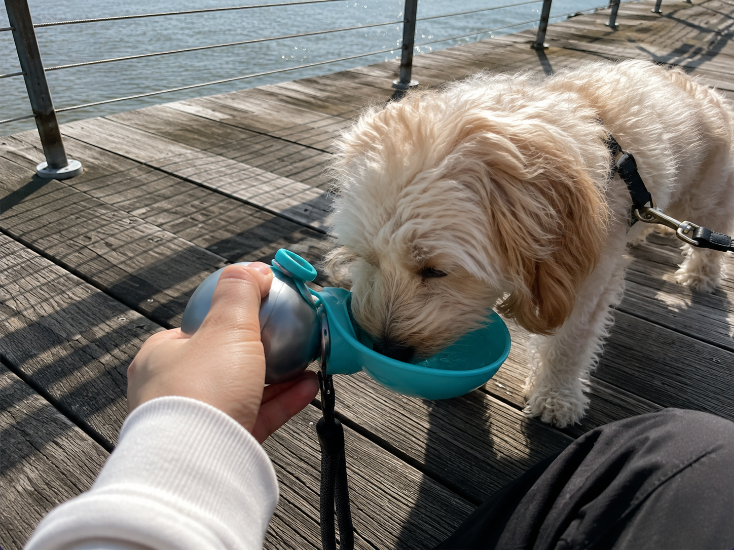 A dog drinking from The Wag Club portable water bottle