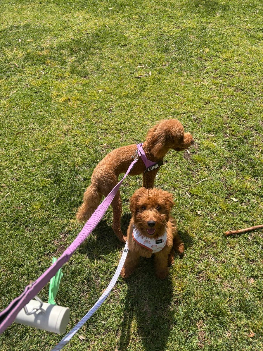 Luna and Mochi at Unley Oval